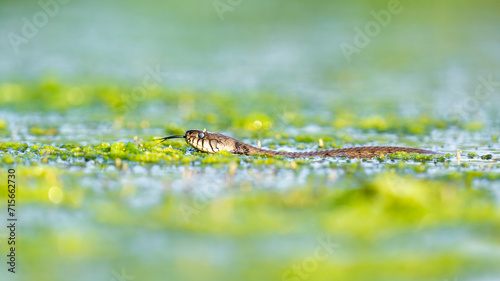 Grass Snake swimming through a Swamp © Benjamin