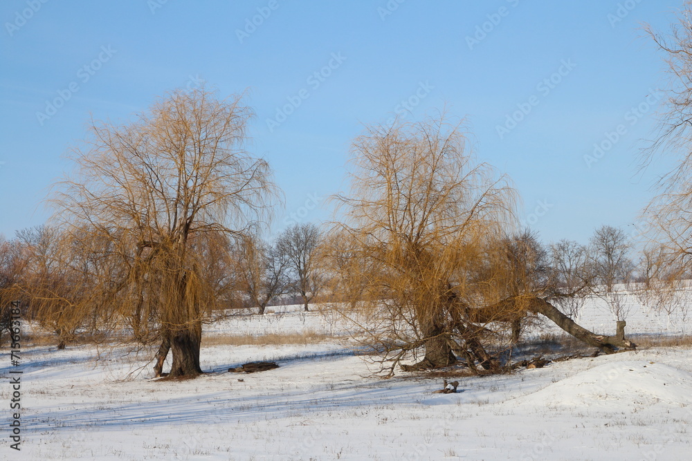 Fototapeta premium A group of trees in a snowy field