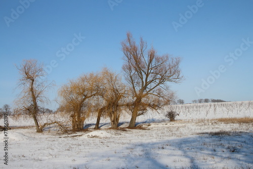 A group of trees in a snowy field © parpalac