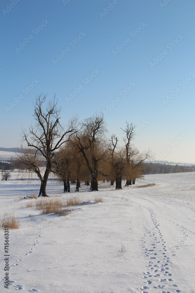 A snowy field with trees A snowy field with trees