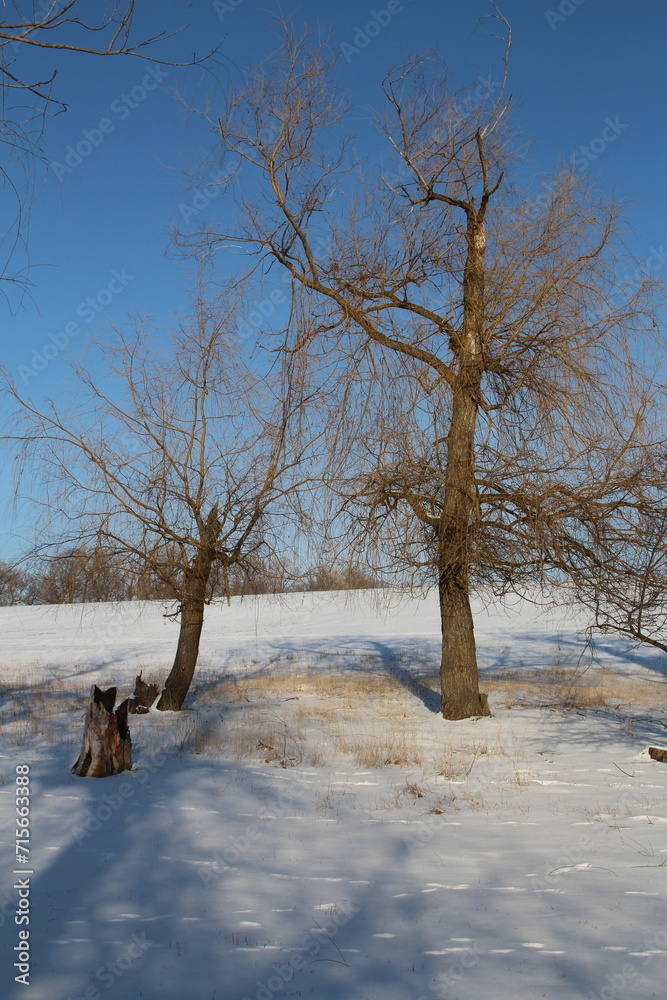 A group of trees in a snowy field A group of trees in a snowy field