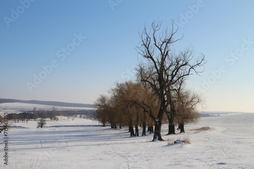 A snowy field with trees and a snowy landscape with a blue sky