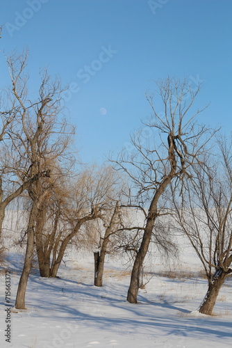 A snowy landscape with trees