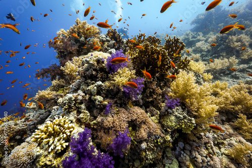 Underwater photography of coral and marine life