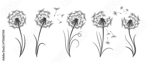 Set of dandelions with flying fluffy seeds. Sketch, black and white illustration, vector