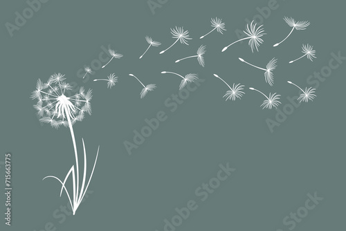 Dandelion with flying fluffy seeds. Sketch  black and white illustration  vector