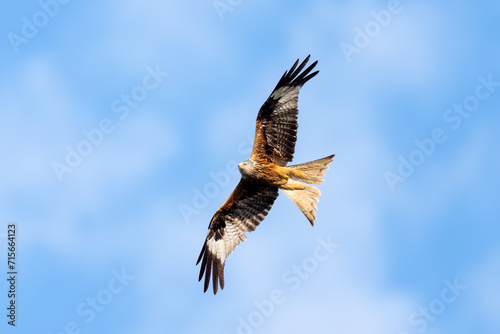 Redkite soaring through the clear blue sky © Benjamin