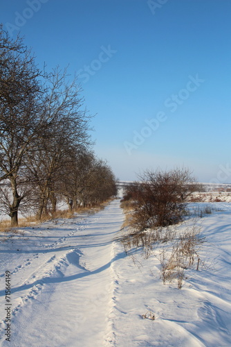 A snowy field with trees and a blue sky