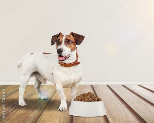 Feed. dog with food bowl on floor