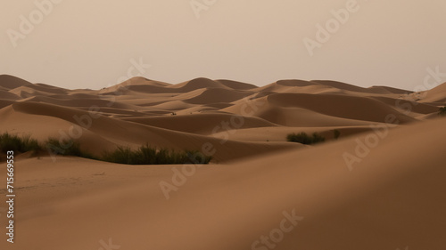 Sahara Desert with some plants 
