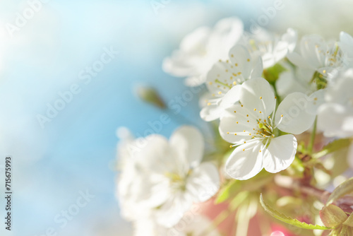 Blooming white apple or cherry blossom on background of blue sky. Happy Passover background. Spring Easter background. World environment day. Easter, Birthday, womens day holiday. Top view. Mock up.