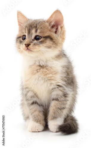 Kitten on white background.