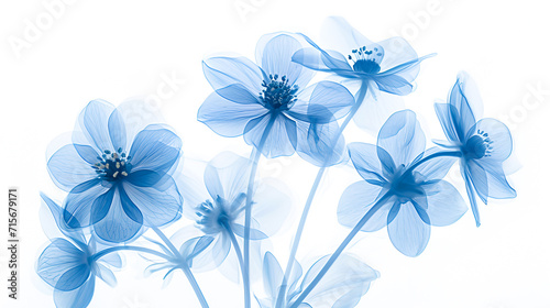Forget-me-nots on a white background. Minimalistic flowers with transparent petals. Abstract illustration.