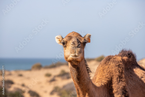 A dromedary between the bushes in Morocco