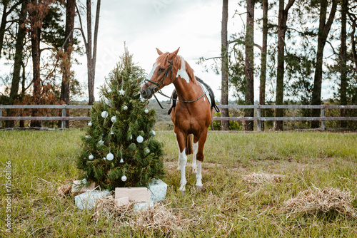 Real decorated Christmas tree outdoors in a rural paddock photo