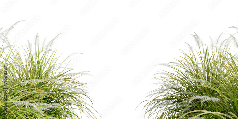 Close up reeds isolated on white background
Close up reeds isolated on white background