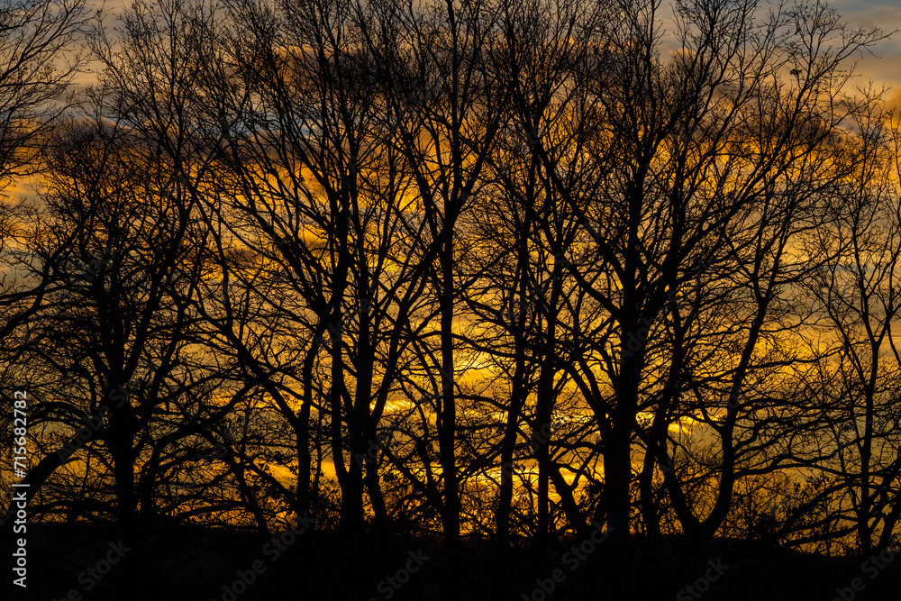Glowing golden sunset light beautifully illuminating the moody mist in a forest in autumn, with tree silhouettes Glowing golden sunset light beautifully illuminating the moody mist in a forest in autumn, with tree silhouettes