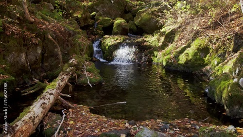 Taiga brook