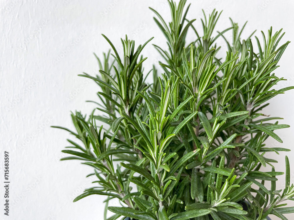 Fototapeta premium Green rosemary edible garden herb close up isolated on white