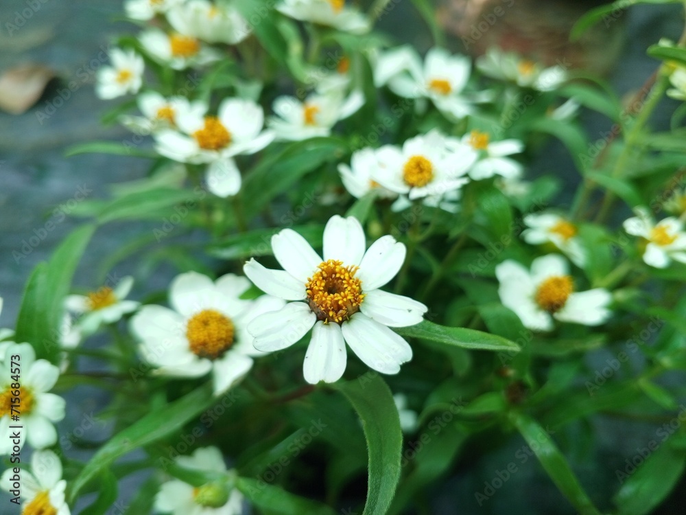 Obraz premium Black Foot Daisy, Melampodium leucanthum , white flower