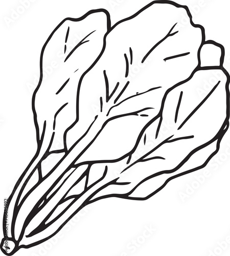 ほうれん草線画