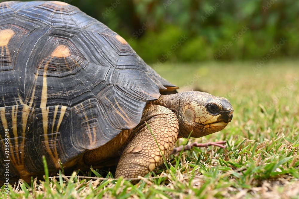 The radiated tortoise, endemic turtle from south of Madagascar The radiated tortoise, endemic turtle from south of Madagascar