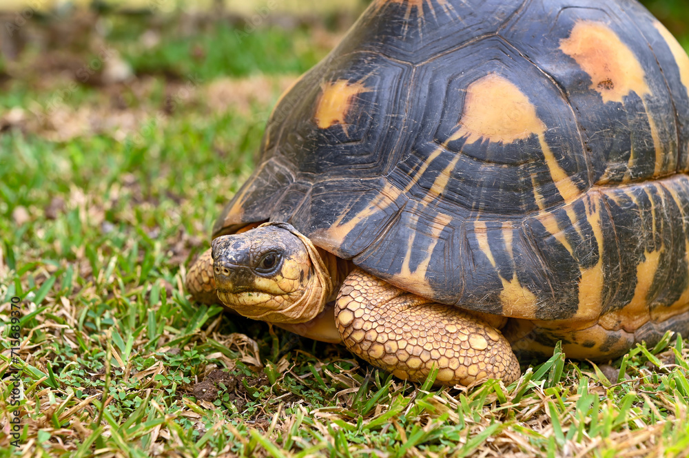 The radiated tortoise, endemic turtle from south of Madagascar The radiated tortoise, endemic turtle from south of Madagascar