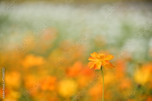 The image showcases a field of these vivid flowers in an autumn garden with selective focus  highlighting the intricate details of a single blossoming cosmos against the blurred backdrop of nature.