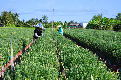 A farmer is working in a flower field in Go Cong, Tien Giang province, Vietnam. photo