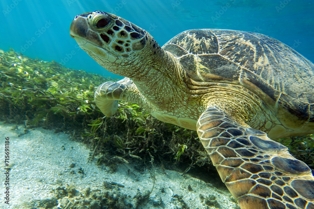 Fototapeta premium Sea turtle Caretta Caretta , from island Sakatia , Madagascar