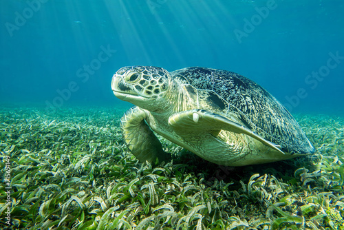 Sea turtle Caretta Caretta , from island Sakatia , Madagascar photo