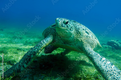 Fototapeta Naklejka Na Ścianę i Meble -  Sea turtle Caretta Caretta , from island Sakatia , Madagascar