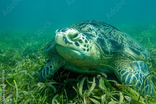 Sea turtle Caretta Caretta   from island Sakatia   Madagascar