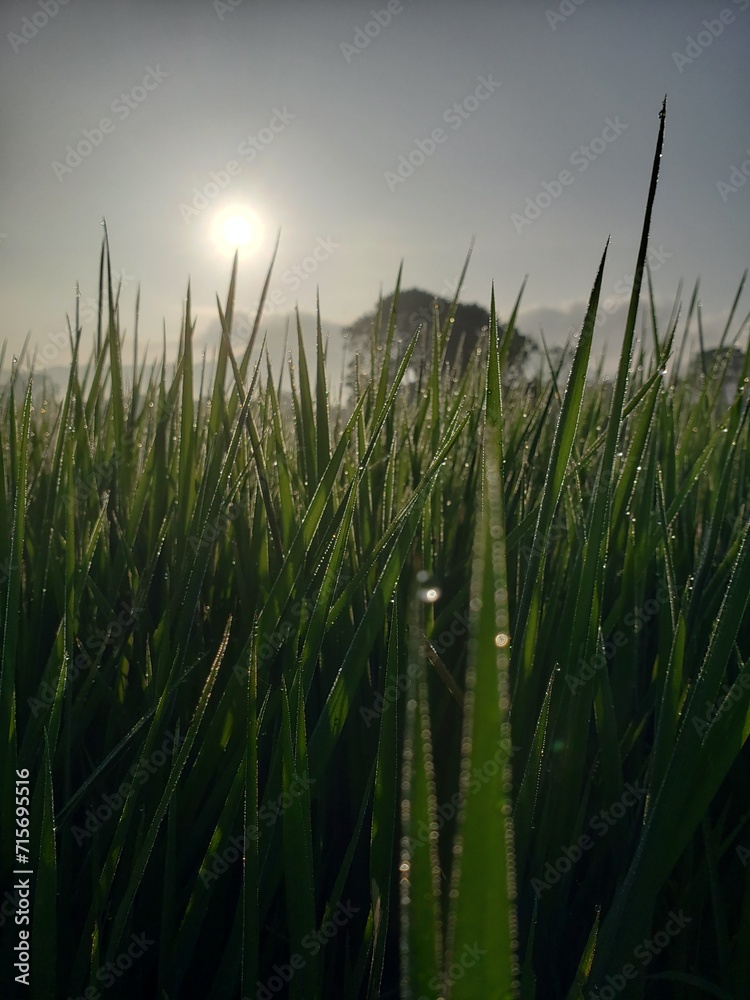 wheat field at sunset wheat field at sunset