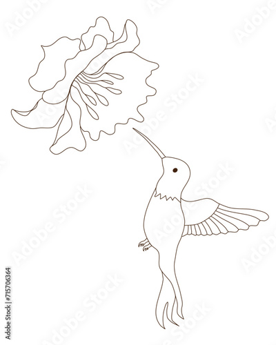 Hummingbird with flower, stylish combination isolated set, ink sketch illustration. Bird background colibri tropical silhouette art. Black and white hand drawn vector image.