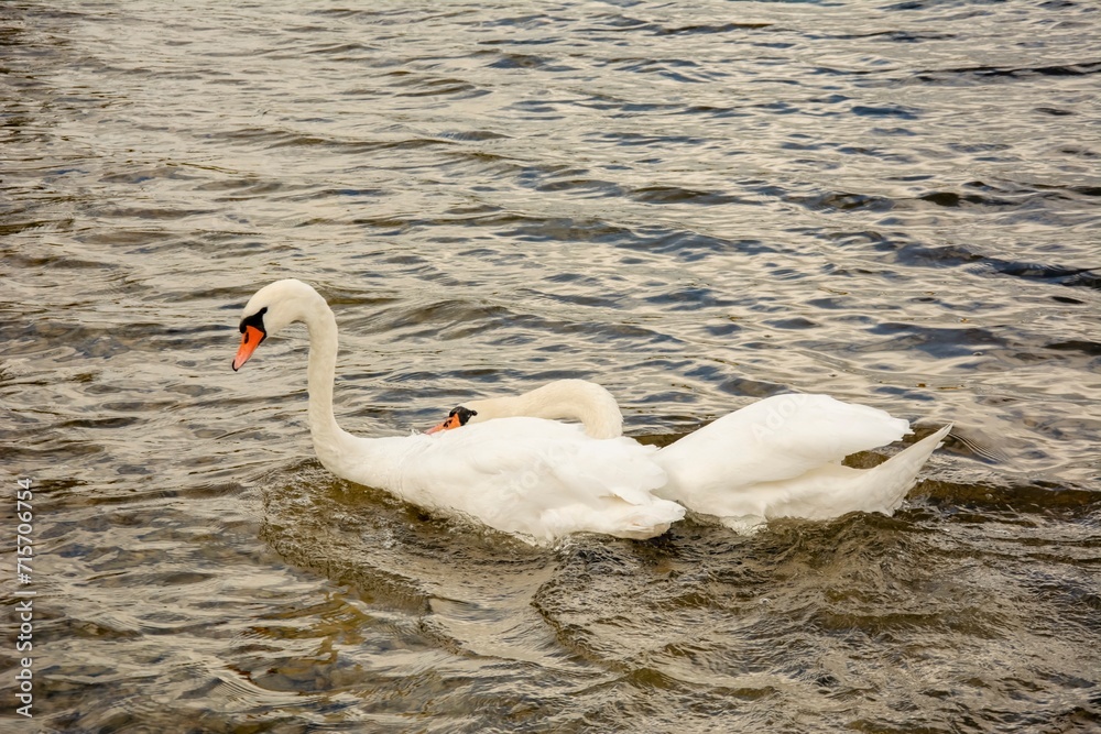 A pair of white swans in the lake water. A pair of white swans in the lake water.