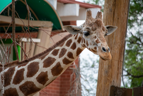 giraffe in a zoon photo