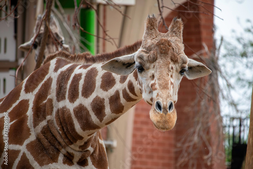 Photography Giraffe questioning your life choices