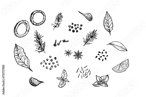 Set of spices for cooking. Vector black and white sketch illustration by hand, isolated objects. Onion rings, garlic cloves, thyme, fennel, lemon, cloves, anise, basil, saffron, bay leaf.