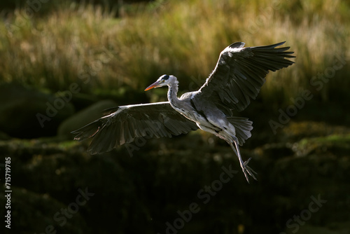 Douro river heron hovering