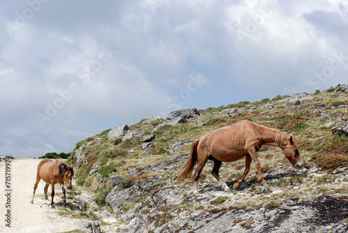 High mountaim semi-wild mare and foal. Peneda Geres national park, north of Portugal. © Zacarias da Mata