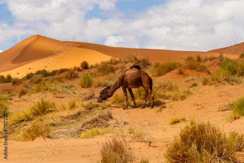 Dromedary Camel or Arabian Camel (Camelus dromedarius) grazing. Erg Chebbi, Morocco, Africa