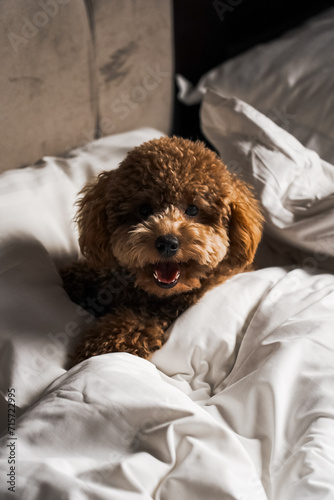 Teddy dog ​​posing on the sofa.small ginger poodle dog.Teddy breed dog concept