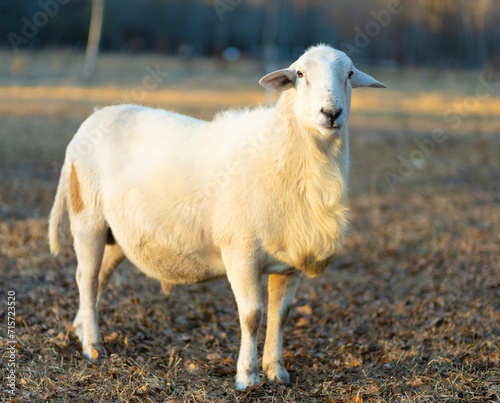 White Katahdin sheep ram on a late fall field photo