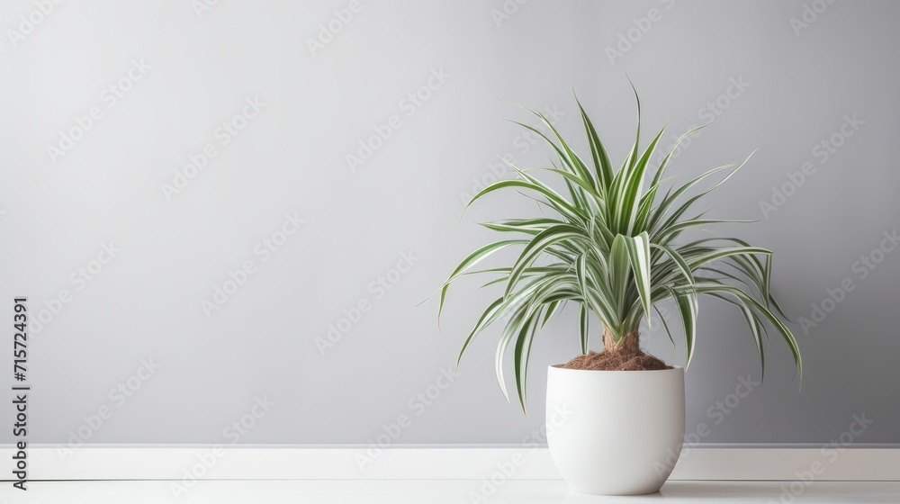 Beautiful Spider Plant in Modern White Pot. Contemporary Interior Decor for Bright Living Room