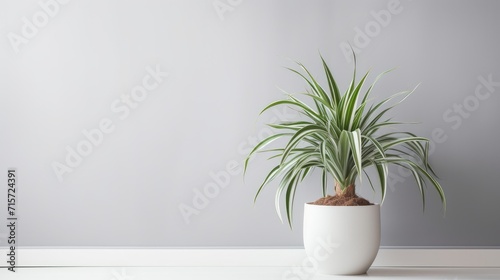 Beautiful Spider Plant in Modern White Pot. Contemporary Interior Decor for Bright Living Room