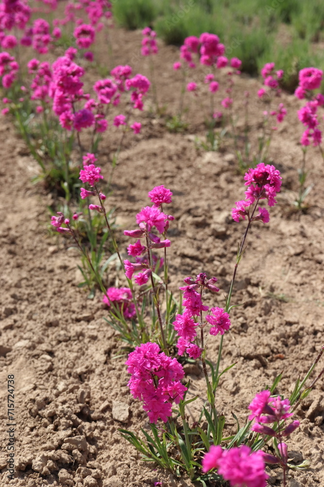 Lychnis viscaria, a perennial ornamental plant grown for its reddish-purple flowers Lychnis viscaria, a perennial ornamental plant grown for its reddish-purple flowers