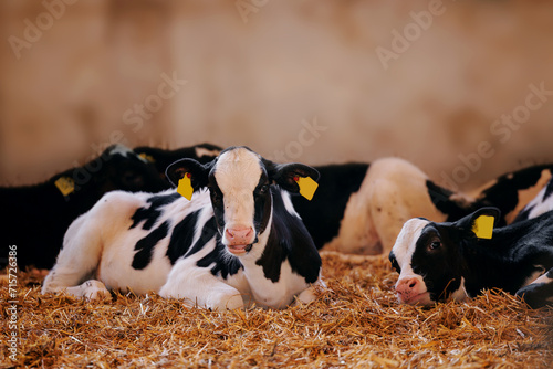Closeup portrait of holstein calf cow lying in straw inside dairy farm with sunlight photo
