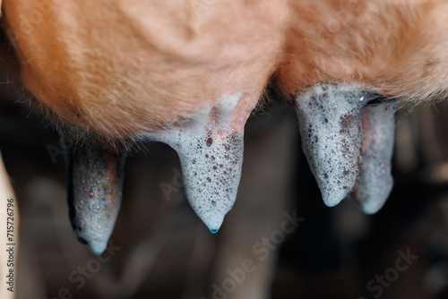 Closeup iodine on cow udder for disinfection and health care vs mastitis