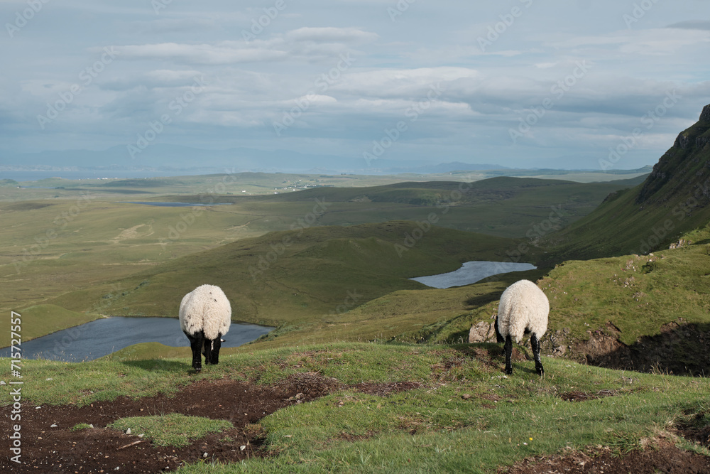 Fototapeta premium Sheep world in Scotland